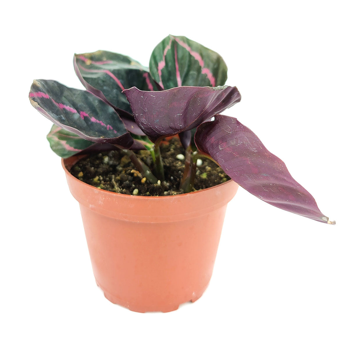calathea prayer plant purple Calathea Dottie Prayer Plant