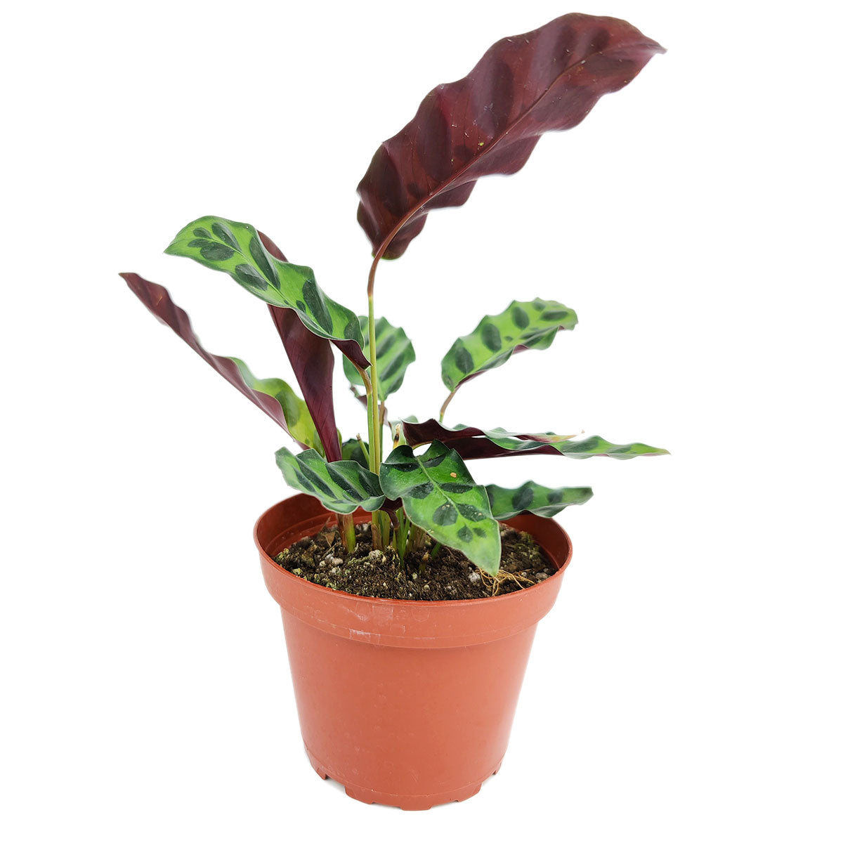 rattlesnake plant indoor care Rattlesnake Plant for Sale - Calathea Lancifolia - Feng Shui Indoor Plant