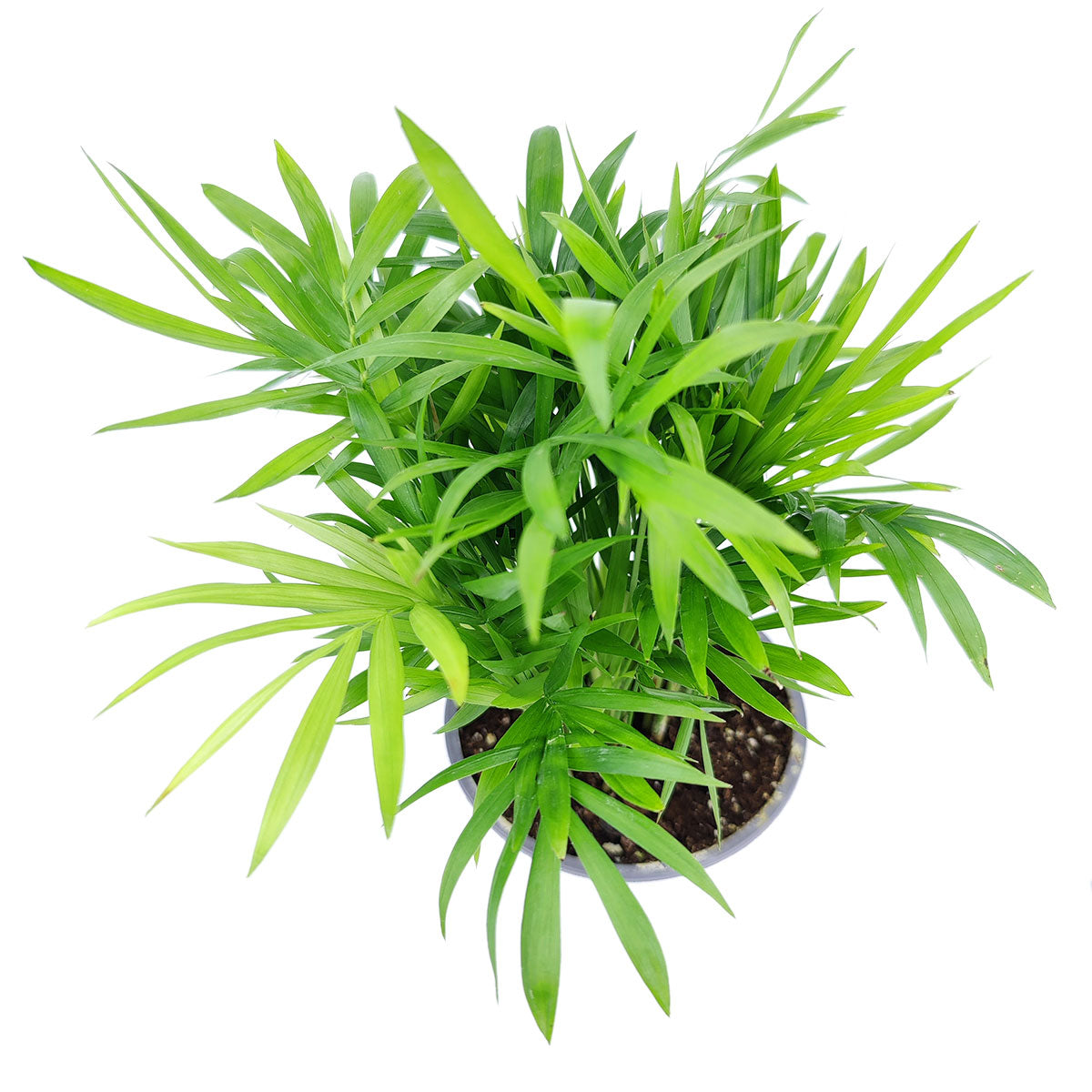 parlor palm for sale near me Parlor Palm Neanthe Bella Palm