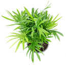 parlor palm growth rate, small parlor palm, parlor palm pet safe, how to take care of a parlor palm, full grown neanthe bella palm, parlor palm scientific name, parlor palm large, parlor palm full grown, care for parlor palm