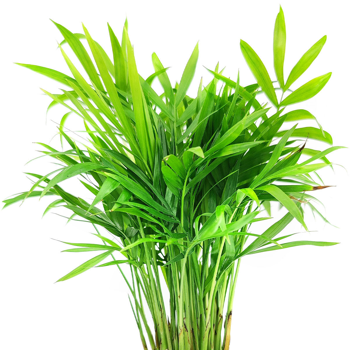 parlor palm tree, full grown parlor palm, large parlor palm, chamaedorea elegans care, parlor palm flowers, parlor palm for sale, parlor palm plant care, parlor palm care indoor, chamaedorea elegans parlor palm