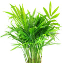 parlor palm growth rate, small parlor palm, parlor palm pet safe, how to take care of a parlor palm, full grown neanthe bella palm, parlor palm scientific name, parlor palm large, parlor palm full grown, care for parlor palm
