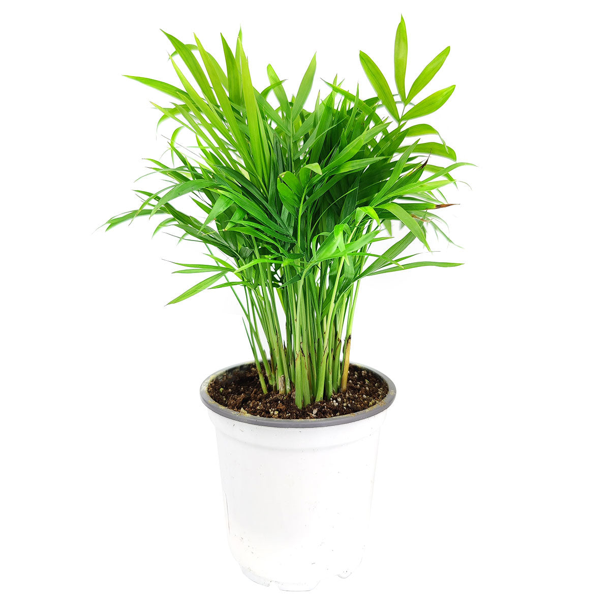 easyplant parlor palm Parlor Palm Neanthe Bella Palm