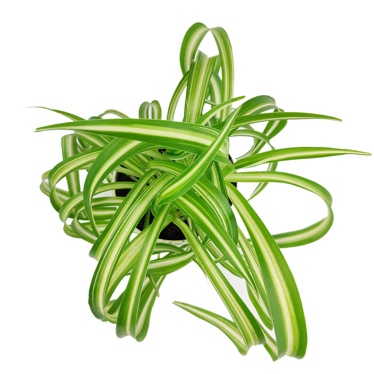 where can you buy spider plants Curly Spider Plant 'Bonnie' for Sale