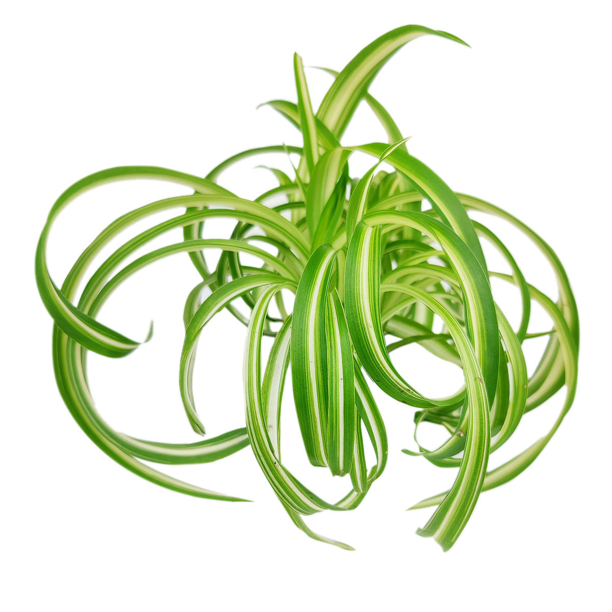 bonnie spider plant Curly Spider Plant 'Bonnie' for Sale