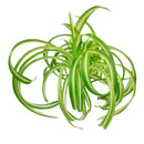 bonnie curly spider plant, curly bonnie spider plant, bonnie curly spider plant care, curly spider plant bonnie, bonnie curly spider plant easy, bonnie curly spider plant for sale, spider plant curly bonnie, curly bonnie spider plant care, fast-growing indoor plants
