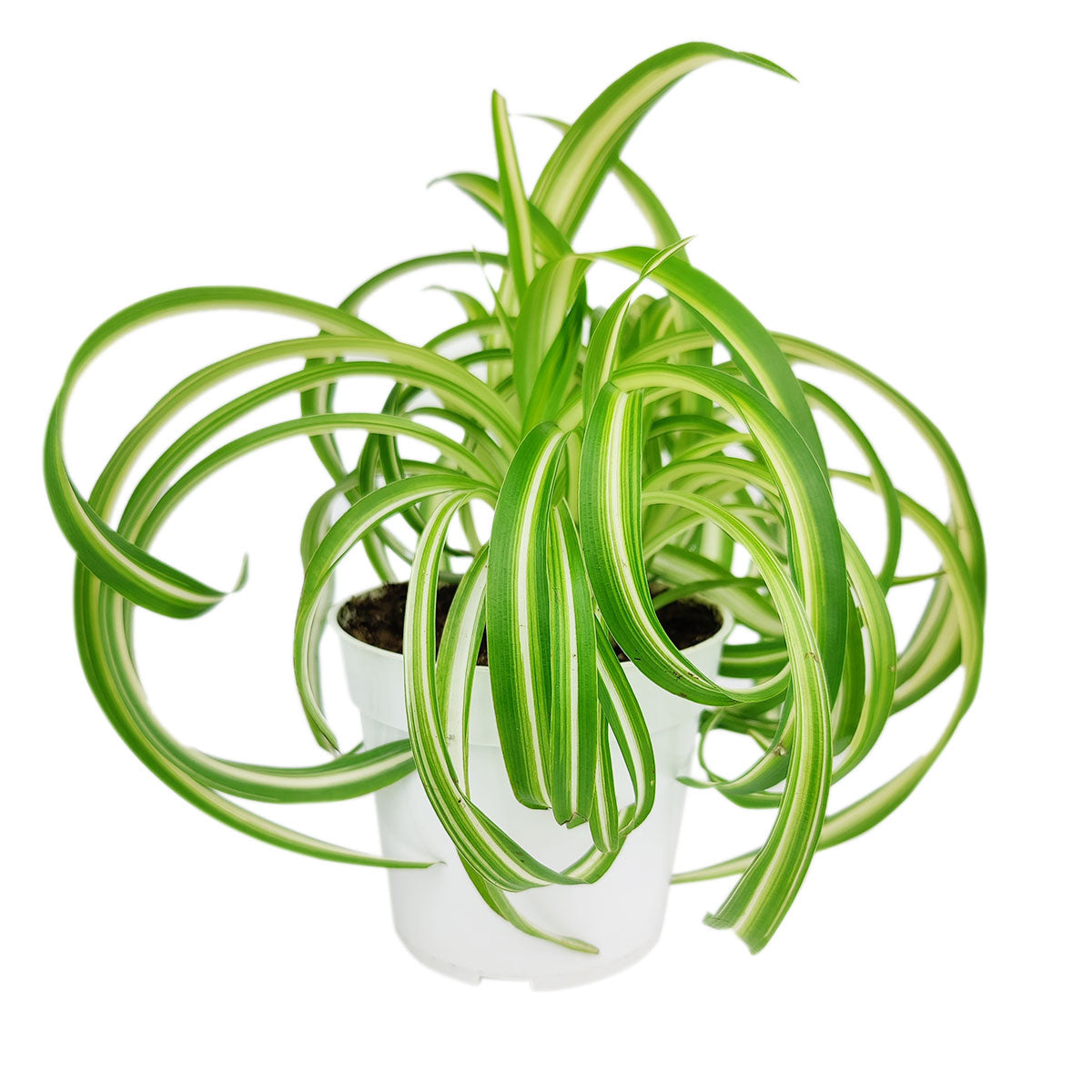 spider plant curly Curly Spider Plant 'Bonnie' for Sale