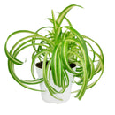 bonnie curly spider plant, curly bonnie spider plant, bonnie curly spider plant care, curly spider plant bonnie, bonnie curly spider plant easy, bonnie curly spider plant for sale, spider plant curly bonnie, curly bonnie spider plant care, fast-growing indoor plants