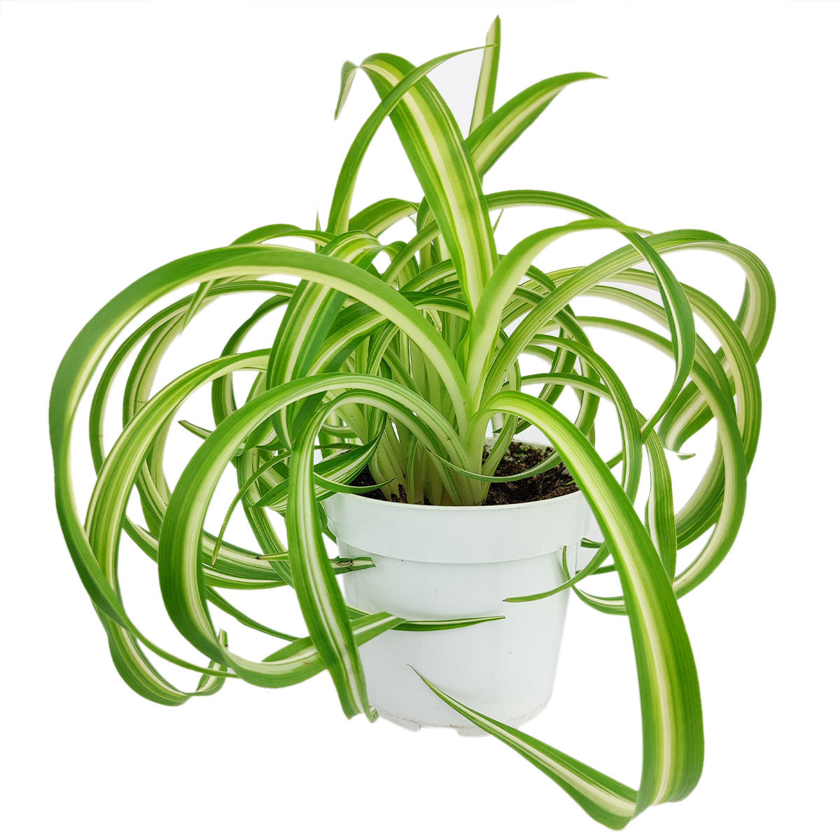 organic spider plant Curly Spider Plant 'Bonnie' for Sale
