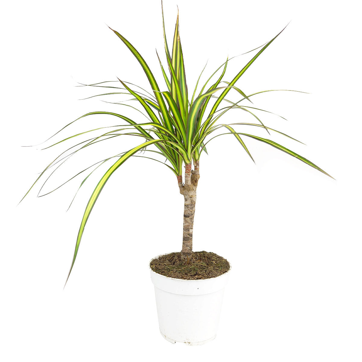 Dracaena Kiwi houseplant for sale, where to buy Dracaena Kiwi online, air-purifying houseplant, houseplants pictures, house plants low light, house plants low maintenance