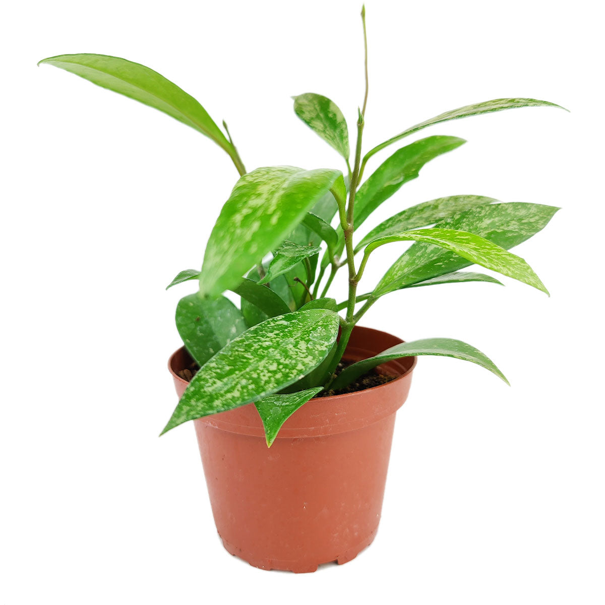 hoya pubicalyx &#39;pink silver&#39;, is hoya pubicalyx synonymous with hoya silver pink, hoya pink silver bloom, hoya pink silver flower, silver pink hoya, hoya pubicalyx ‘pink silver’