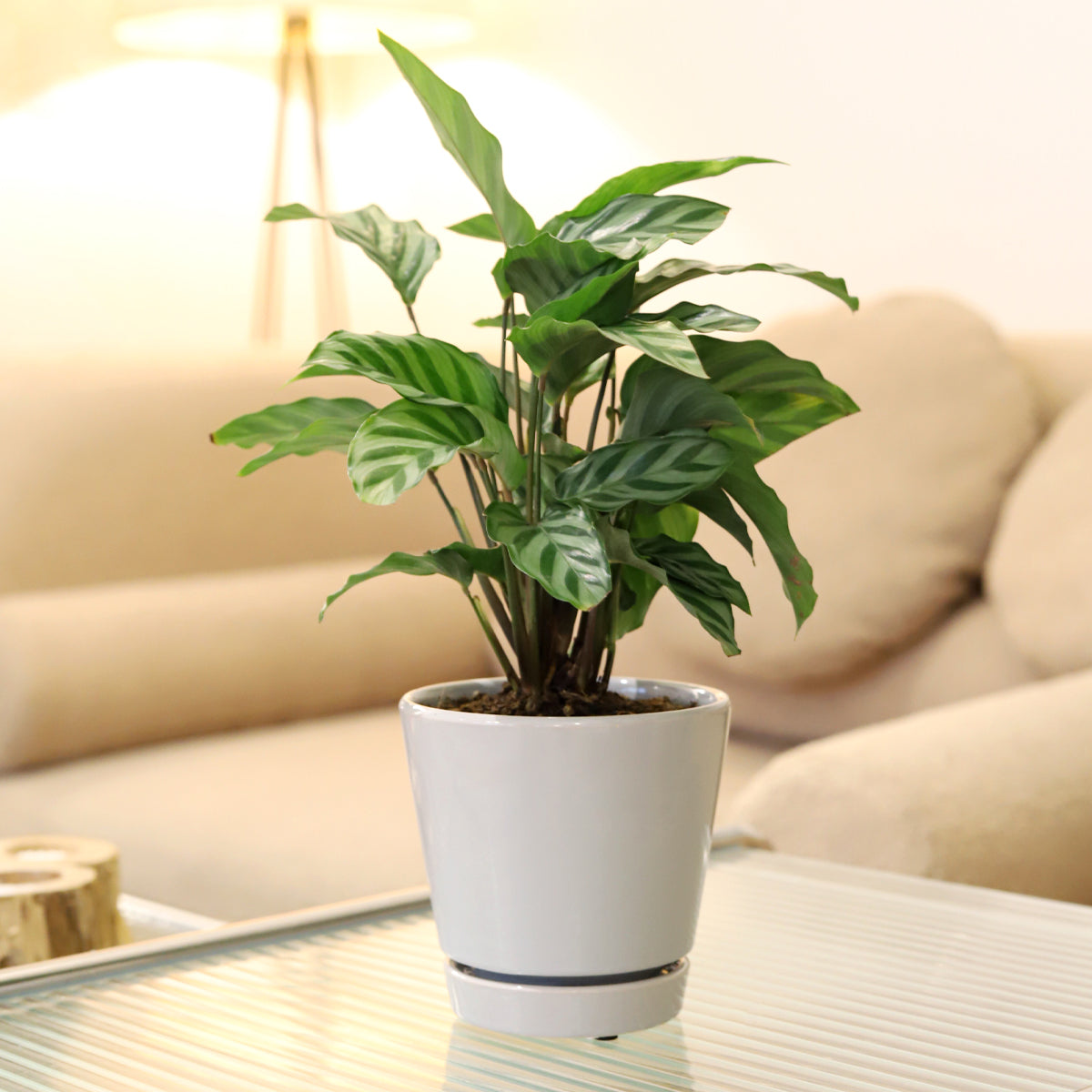 4-inch gray minimalist houseplant pot, quality ceramic pot with saucer, buy decorative pot for houseplants