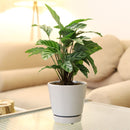 gray ceramic pot pack for sale, modern ceramic pot for houseplants and succulents, minimalist pot with drainage hole and saucer, plant pot gift ideas