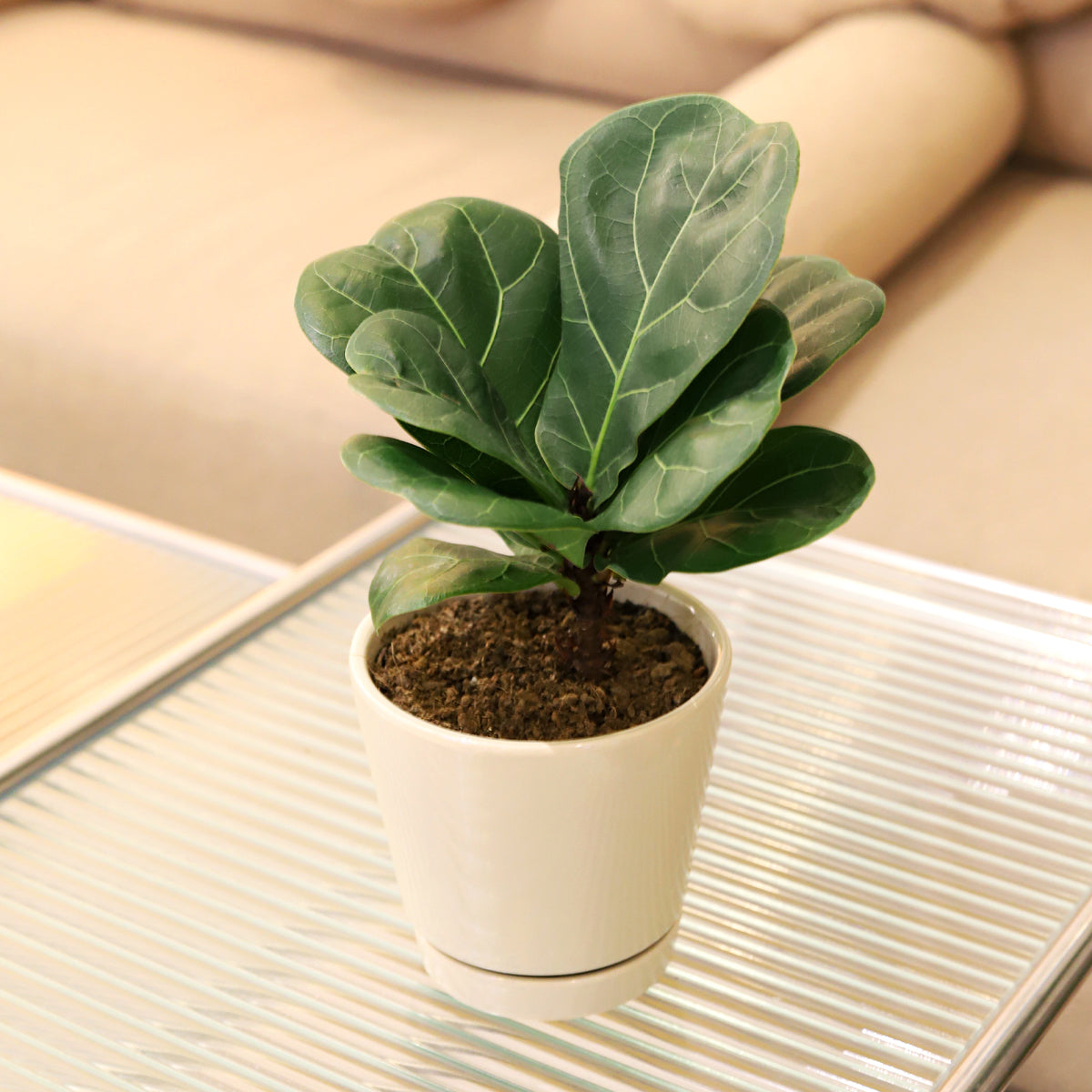 lyrata pothos Ficus Lyrata Little Sunshine