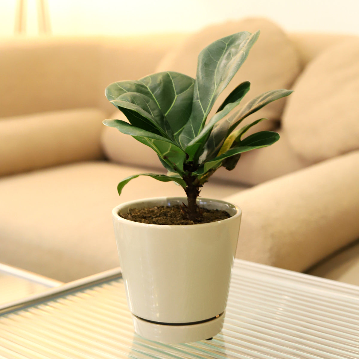modern ceramic pot for decoration, pot for houseplant, pot with saucer, Ficus Lyrata Little Sunshine, pot for ficus plant, 4 inch oatmeal minimalist pot