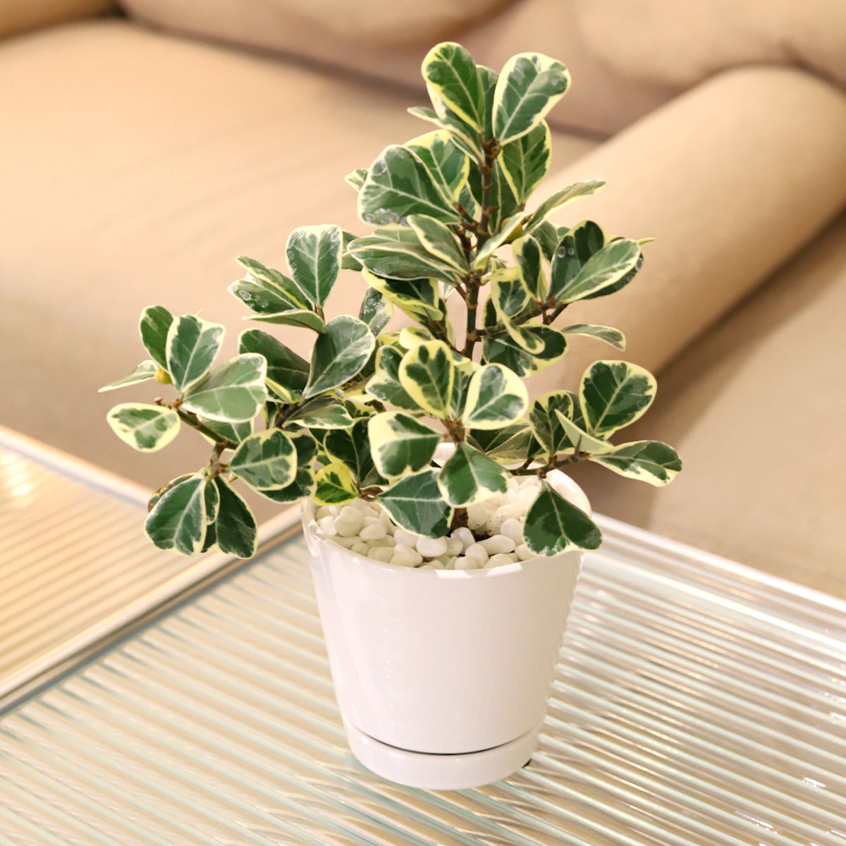 6 inch Variegated Ficus Triangularis, large houseplant, easy to care indoor plant, best houseplant for decoration, houseplant as gift idea, rare houseplant