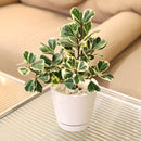 rare houseplant, Variegated Ficus Triangularis, Ficus Houseplant, how to care for ficus variegated, easy to care indoor plant