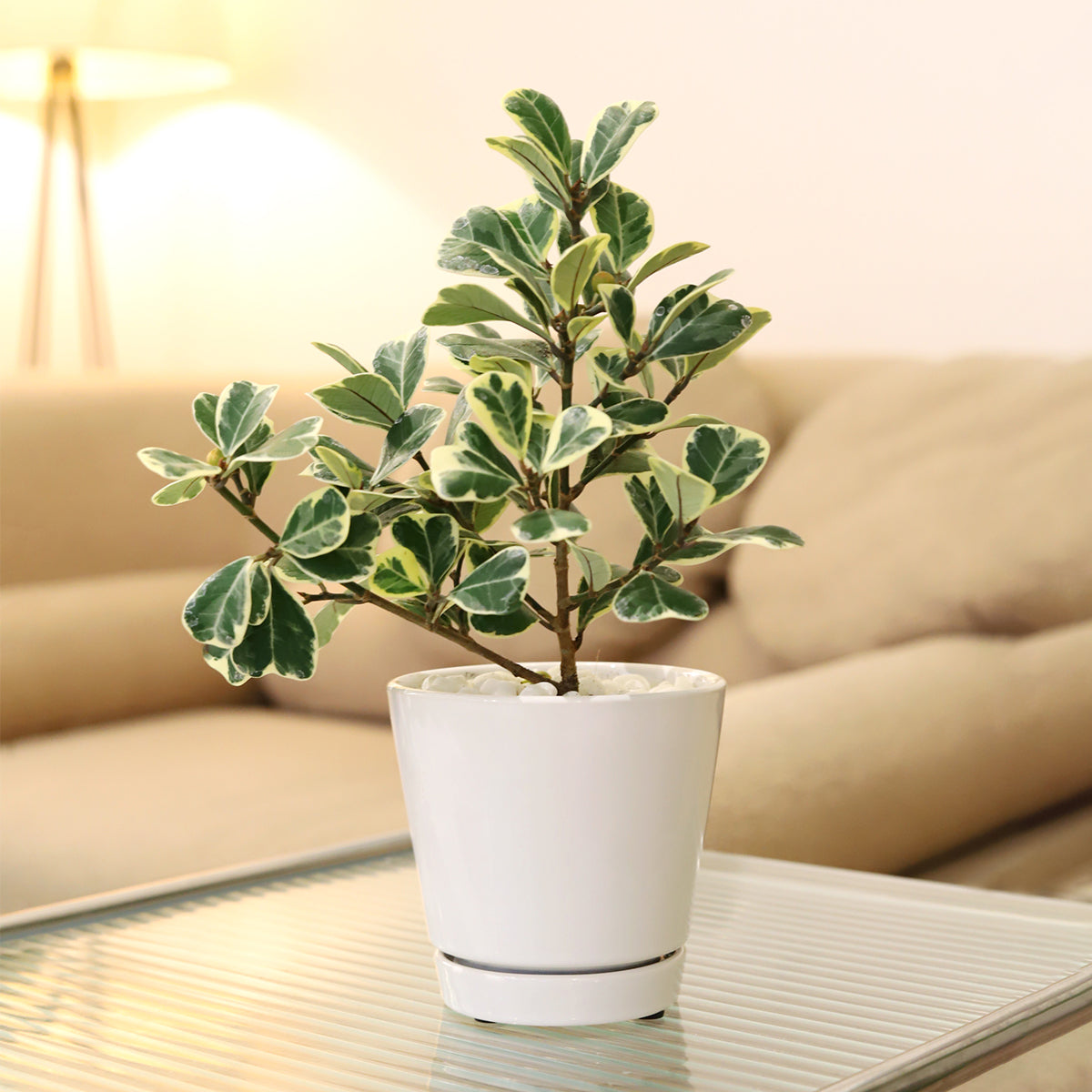 fancy plant pots for sale Pack of 3 White Minimalist Ceramic Pots, Buy Decorative Plant Pot Online