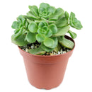 Aeonium Lily Pad, succulent plant, Succulents shop near me, how to grow succulents, monthly succulents, Succulents, succulent care guide, cactus, indoor succulents, Aeonium Lily Pad in California
