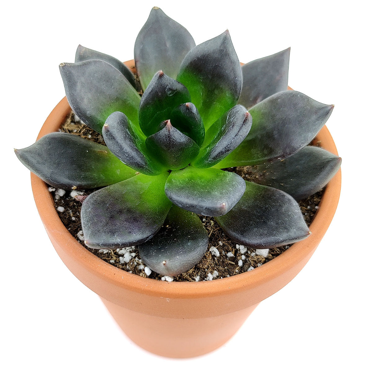 echeveria black prince flower, black knight succulent, Rare succulents, Succulents, monthly succulents, succulents store in CA, succulents garden, succulents shop in California, how to grow succulents, black knight succulent in California, How to grow black knight succulent, Succulents for thanksgiving, Thanksgiving succulents gift, Easter succulents idea, echeveria, echeveria types, succulent echeveria, buy succulents online, succulent shop, succulent store, echeveria plant, indoor succulents