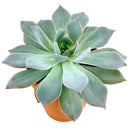 How to care forBlue Fairy Succulent, How to make your succulent pink, How to change succulent color, How to make Blue Fairy Succulent turn pink, Succulent turning pink, How to make succulents change color, How to grow colorful succulents, echeveria, echeveria succulent, echeveria types, succulent echeveria, buy succulents online, succulent shop, succulent store, echeveria plant,  indoor succulents