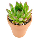  indoor succulents, echeveria, echeveria succulent, echeveria types, succulent echeveria, buy succulents online, succulent shop, succulent store, echeveria plant, colorful succulent plants