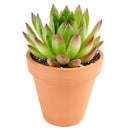  indoor succulents, echeveria, echeveria succulent, echeveria types, succulent echeveria, buy succulents online, succulent shop, succulent store, echeveria plant, colorful succulent plants