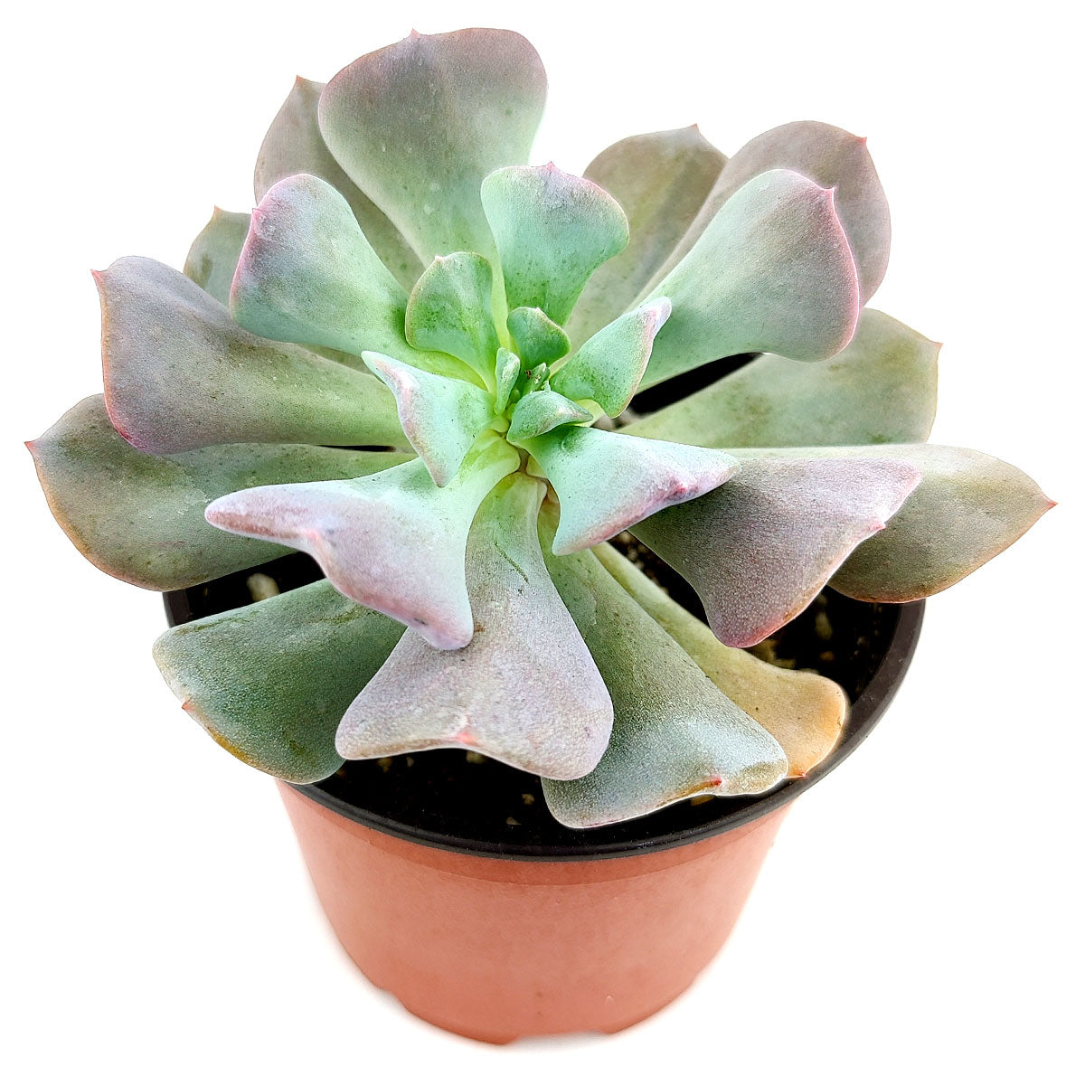 Echeveria Cubic Frost for sale, how to grow succulents, succulent care, succulent plant, succulents shop in California, Succulents, succulent subscription, succulents store in CA, cactus, Echeveria Cubic Frost in California, How to grow Echeveria Cubic Frost, How to care echeveria succulents for thanksgiving, Easter echeveria gift, echeveria, echeveria succulent, echeveria types, succulent echeveria, buy succulents online, succulent shop, succulent store, echeveria plant
