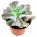 echeveria, echeveria succulent, echeveria types, succulent echeveria, buy succulents online, succulent shop, succulent store, echeveria plant, care tips for growing cubic frost