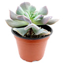 echeveria, echeveria succulent, echeveria types, succulent echeveria, buy succulents online, succulent shop, succulent store, echeveria plant, care tips for growing cubic frost