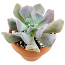 echeveria, echeveria succulent, echeveria types, succulent echeveria, buy succulents online, succulent shop, succulent store, echeveria plant, care tips for growing cubic frost