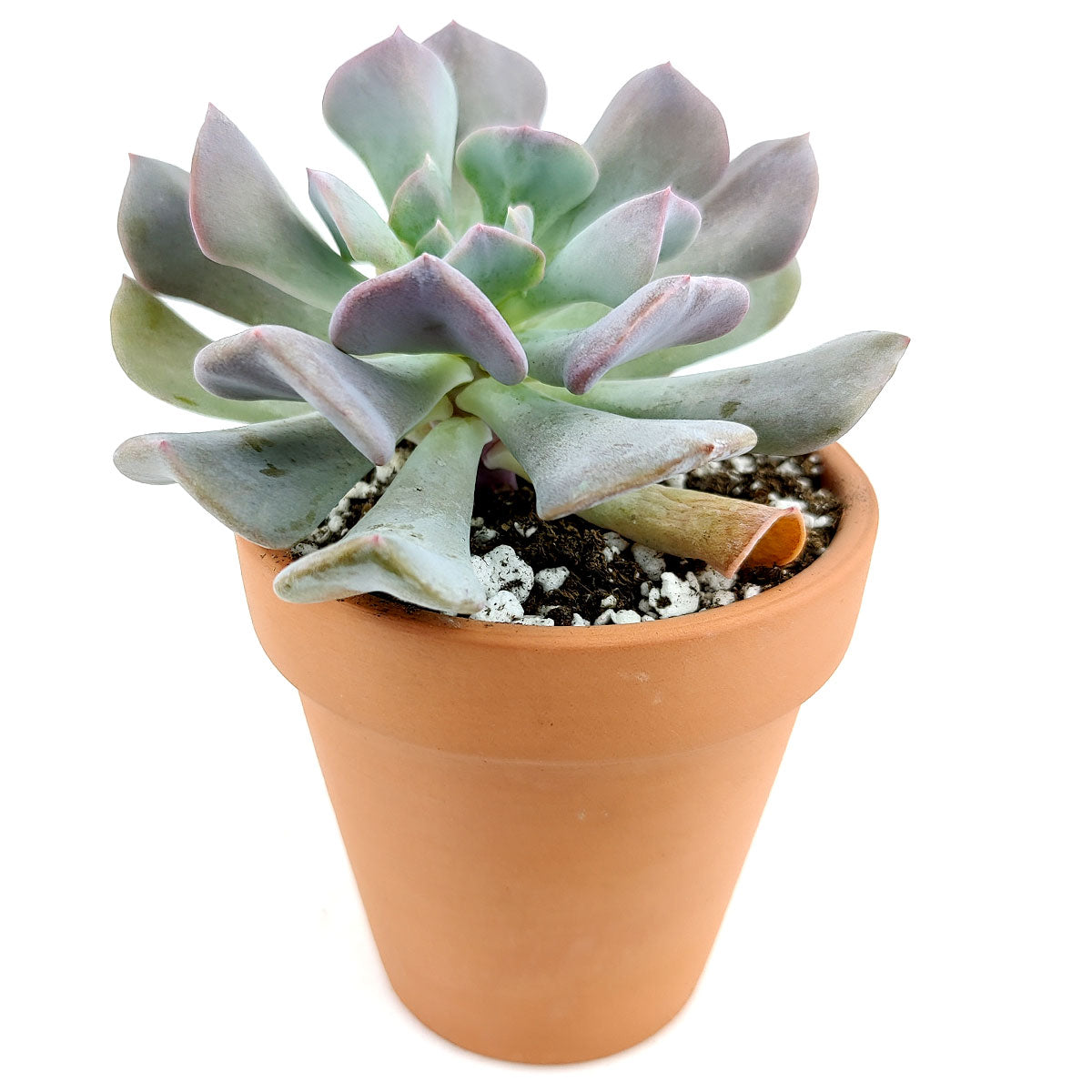 california succulents for sale Echeveria Cubic Frost