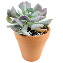 echeveria, echeveria succulent, echeveria types, succulent echeveria, buy succulents online, succulent shop, succulent store, echeveria plant, care tips for growing cubic frost