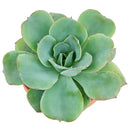 Echeveria Atlantis for sale, Succulents, indoor succulents, succulent care, succulent plant, succulents shop in California, monthly succulents, Echeveria Atlantis in California, How to grow Echeveria Atlantis, Echeveria for thanksgiving, How to care echeveria succulents, Easter echeveria gift, Echeveria gift for thanksgiving, Easter eggs echeveria, indoor succulents, echeveria, echeveria succulent, echeveria types, succulent echeveria, buy succulents online, succulent shop, succulent store, echeveria plant