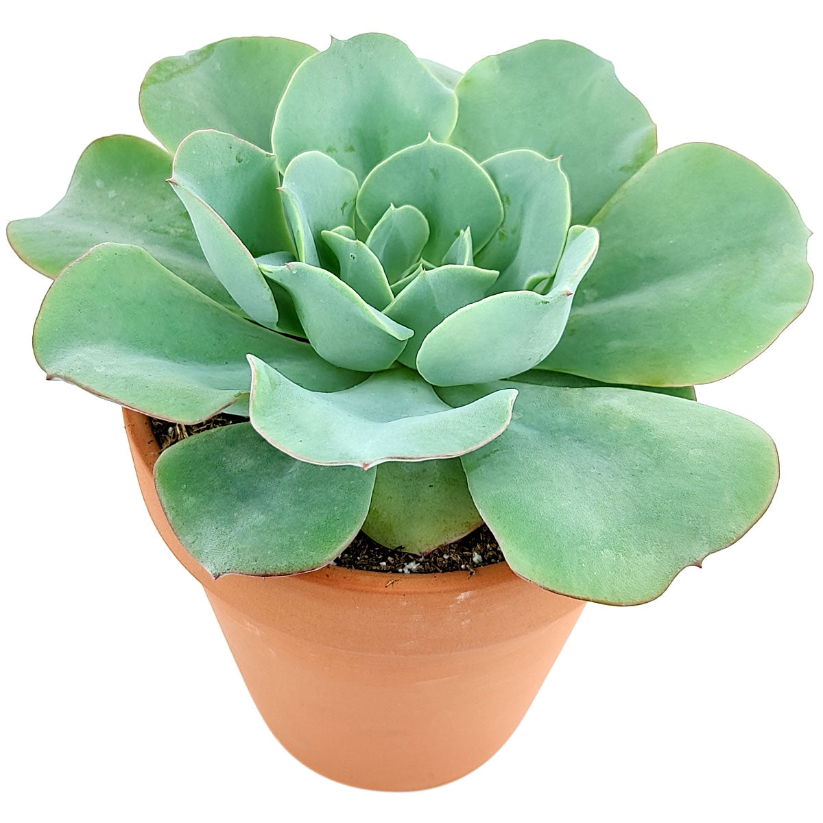 Echeveria Atlantis for sale, Succulents, indoor succulents, succulent care, succulent plant, succulents shop in California, monthly succulents, Echeveria Atlantis in California, How to grow Echeveria Atlantis, Echeveria for thanksgiving, How to care echeveria succulents, Easter echeveria gift, Echeveria gift for thanksgiving, Easter eggs echeveria, indoor succulents, echeveria, echeveria succulent, echeveria types, succulent echeveria, buy succulents online, succulent shop, succulent store, echeveria plant