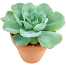 Echeveria Atlantis for sale, Succulents, indoor succulents, succulent care, succulent plant, succulents shop in California, monthly succulents, Echeveria Atlantis in California, How to grow Echeveria Atlantis, Echeveria for thanksgiving, How to care echeveria succulents, Easter echeveria gift, Echeveria gift for thanksgiving, Easter eggs echeveria, indoor succulents, echeveria, echeveria succulent, echeveria types, succulent echeveria, buy succulents online, succulent shop, succulent store, echeveria plant
