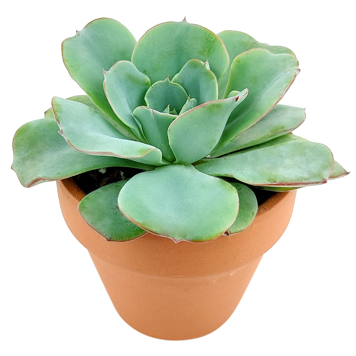 succulents atlanta Echeveria Atlantis Succulent for Sale