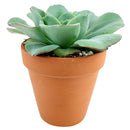 Echeveria Atlantis for sale, Succulents, indoor succulents, succulent care, succulent plant, succulents shop in California, monthly succulents, Echeveria Atlantis in California, How to grow Echeveria Atlantis, Echeveria for thanksgiving, How to care echeveria succulents, Easter echeveria gift, Echeveria gift for thanksgiving, Easter eggs echeveria, indoor succulents, echeveria, echeveria succulent, echeveria types, succulent echeveria, buy succulents online, succulent shop, succulent store, echeveria plant