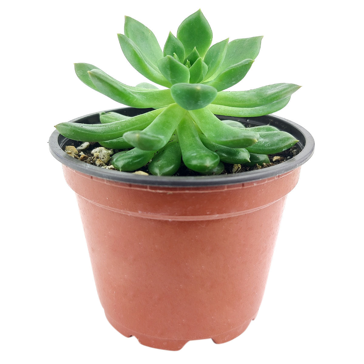 Echeveria Emerald Ripple, succulent care tips, Rare succulents, Succulents shop near me, succulents garden, Succulents, succulent subscription, succulents shop in California, Echeveria Emerald Ripple in California, How to grow Echeveria Emerald Ripple, How to care echeveria succulents for thanksgiving, Ron Evans, Van Keppel, echeveria, echeveria succulent, echeveria types, succulent echeveria, buy succulents online, succulent shop, succulent store, echeveria plant, indoor succulents