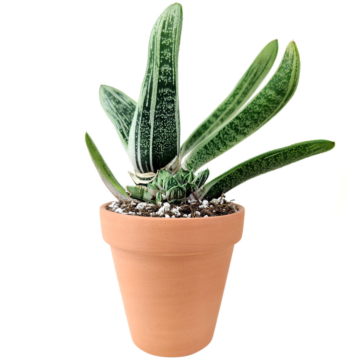 gasteria little warty, aloe vera, green succulent, succulent box, delivery box, succulent species, succulent garden, diy succulent, cactus green, garden gift, cool garden ideas, growing succulent, creative landscapes