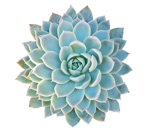 4 inch Succulent Randomly Picked, Types of colorful succulent plants