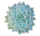 4 inch Succulent Randomly Picked, Types of colorful succulent plants