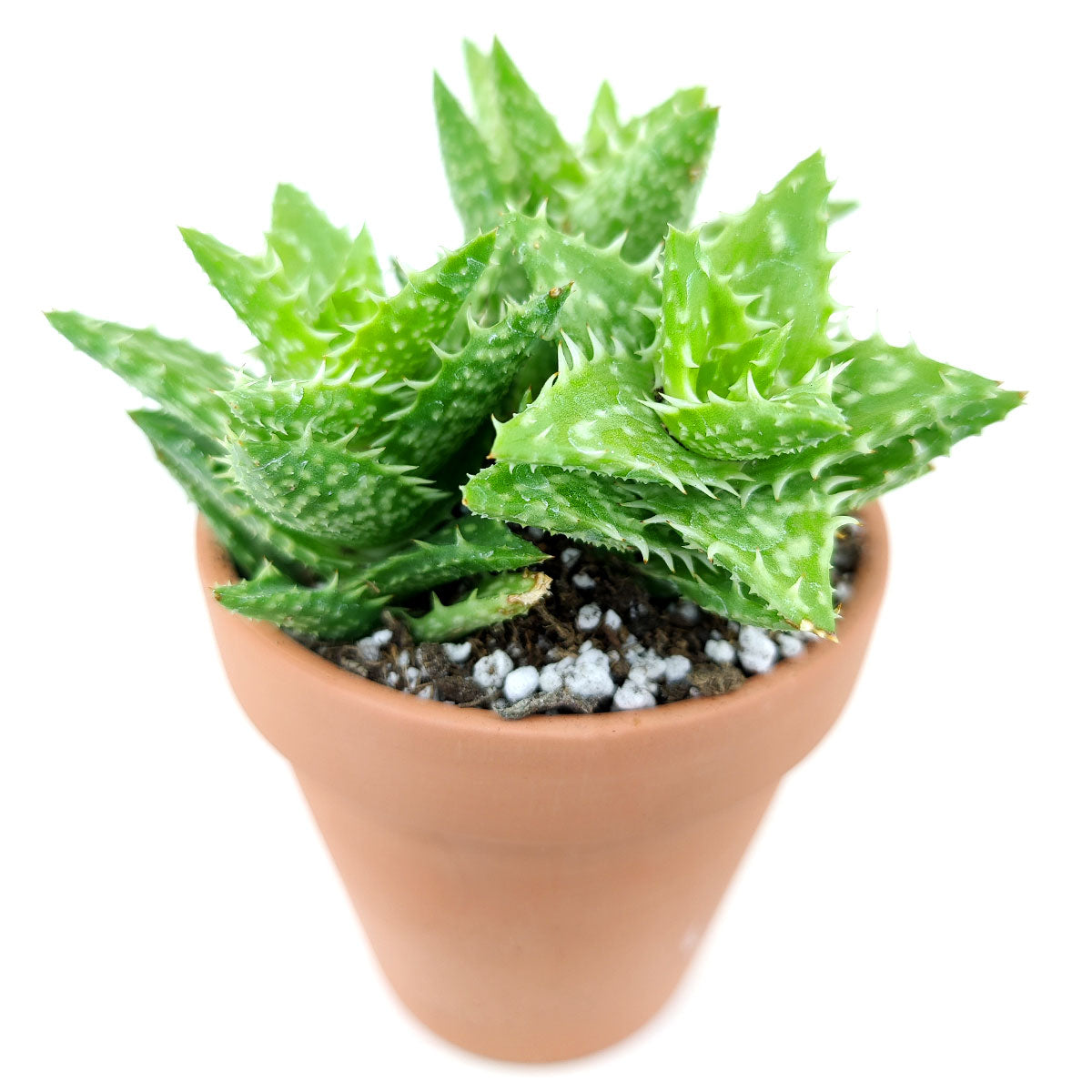 Tiger Tooth Aloe for sale, succulent care tips, succulent plant, cactus, indoor succulents, how to grow succulents, Succulents shop near me, succulents store in CA, succulents shop in California, Tiger Tooth Aloe in California, How to grow Tiger Tooth Aloe. indoor succulents.