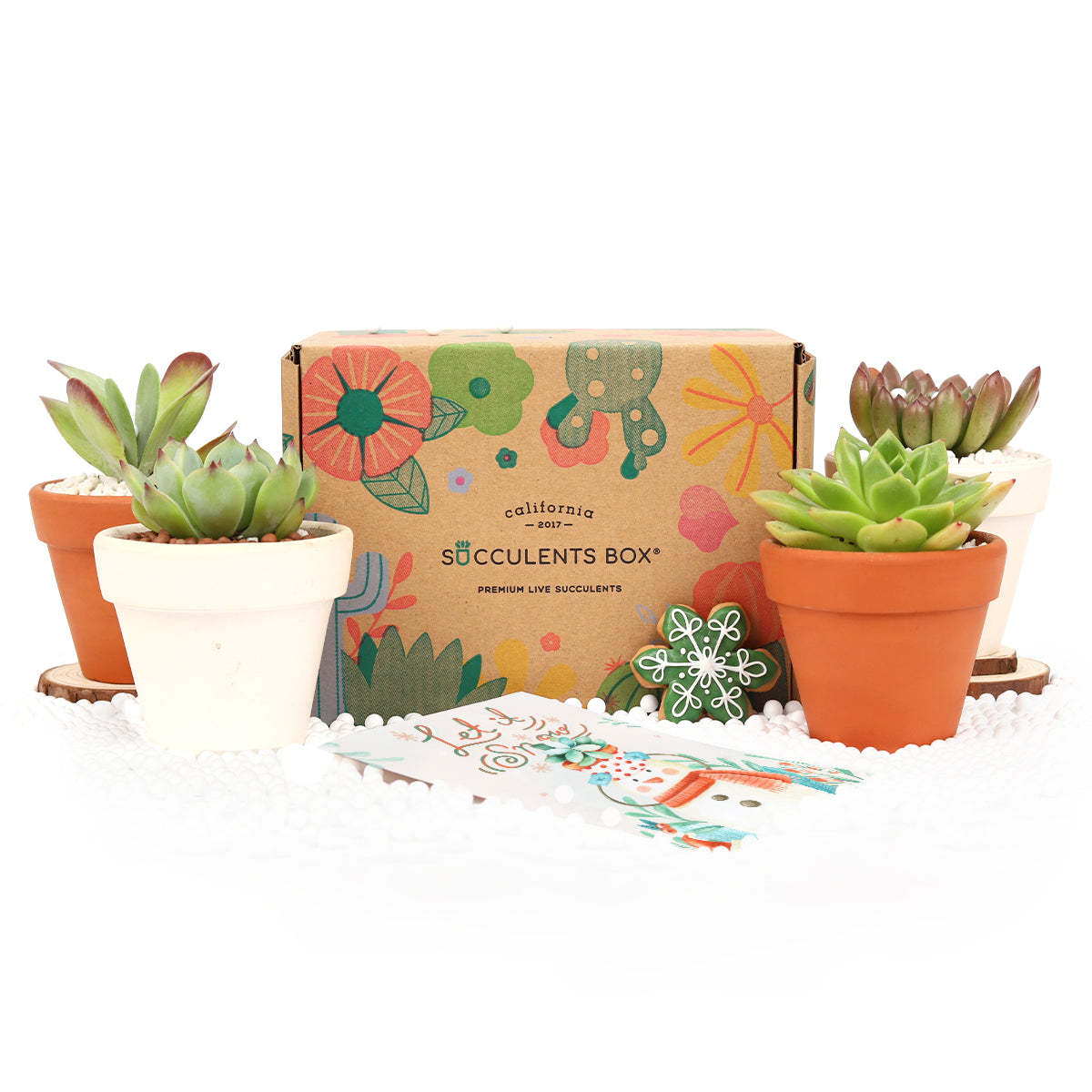 the office subscription box, box subscription business, girls subscription box, what is subscription box, subscription gifts for christmas, subscription boxes for christmas, subscription ideas for christmas, christmas subscription box ideas, Succulents Box with Care Guide, Cactus Boxes, Succulent Plant 