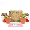 Succulents for Sale, Types of Succulents, Succulents Shop in California, Succulents and Cactus Plants, Cactus Box, Subscription Box with Care Instruction, Succulent Subscription Box