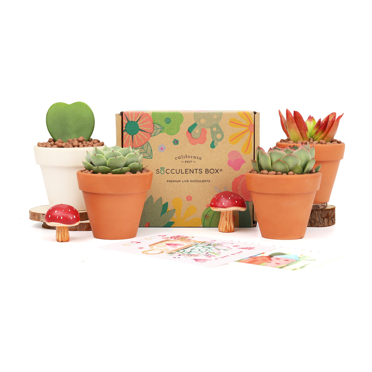 Succulents and Cactus Plants, Cactus Box, Subscription Box with Care Instruction, sustainable subscription box, subscription box for teens, best subscription box, garden subscription box