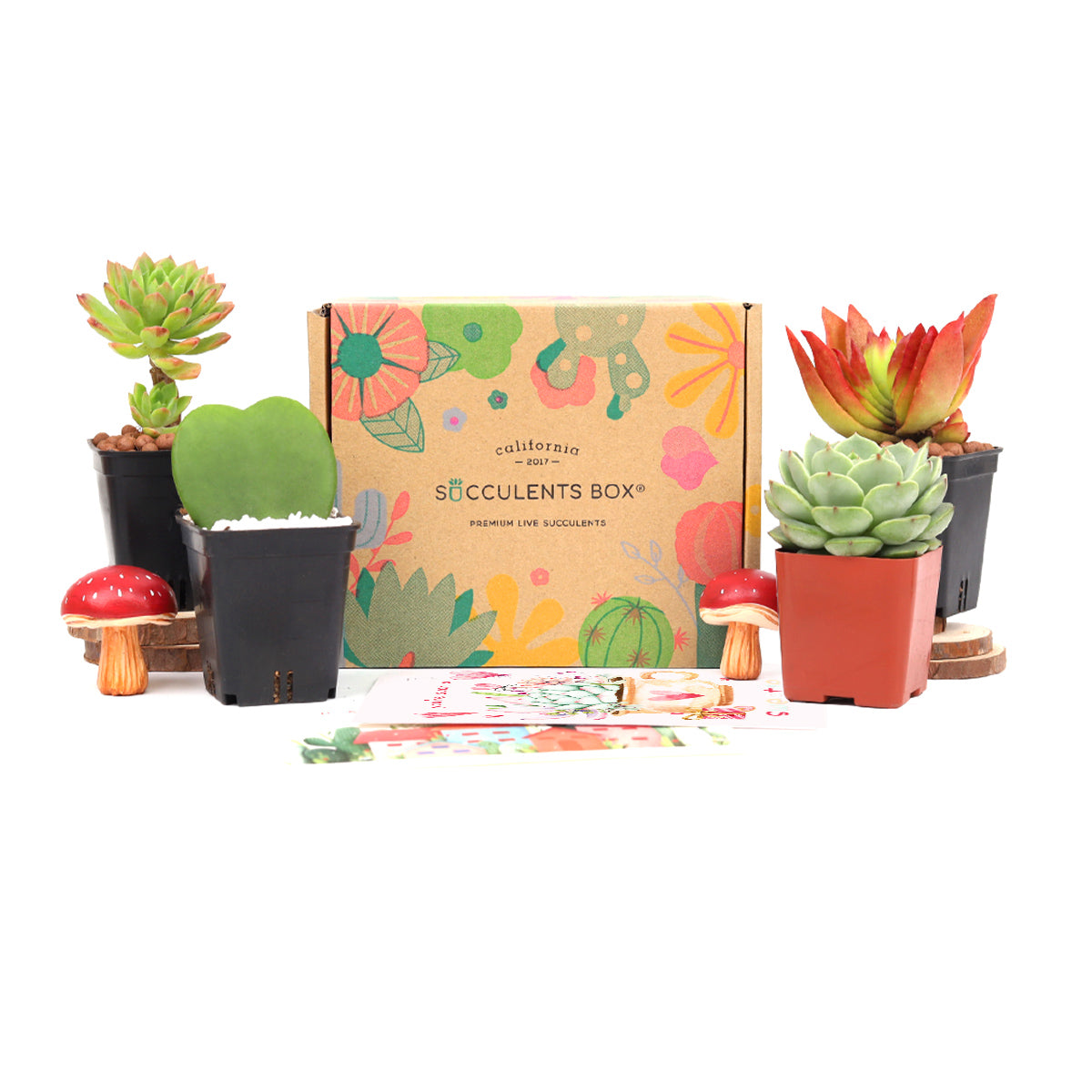 succulent gift subscription Gift 4 succulent/ month - 6 month Subscription - 1 time charge
