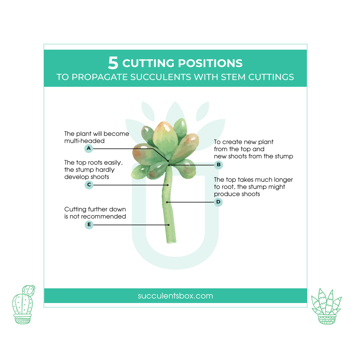 Printable: Succulent Propagation Cards