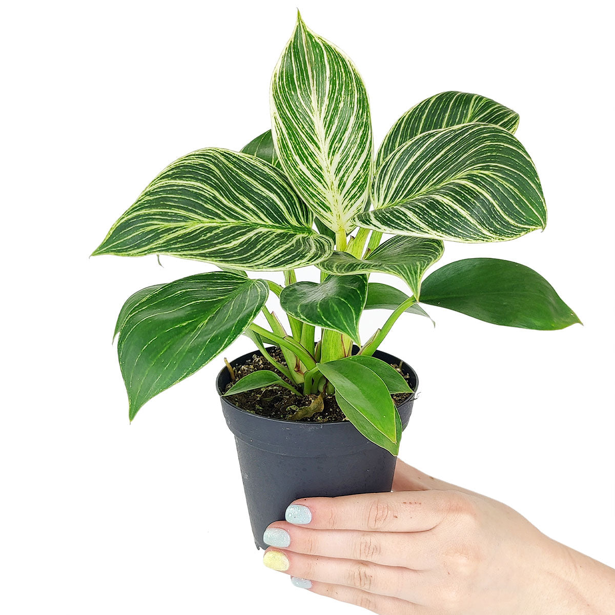 Philodendron Birkin, variegated houseplants, bright and medium light plants, indoor plant gift ideas
