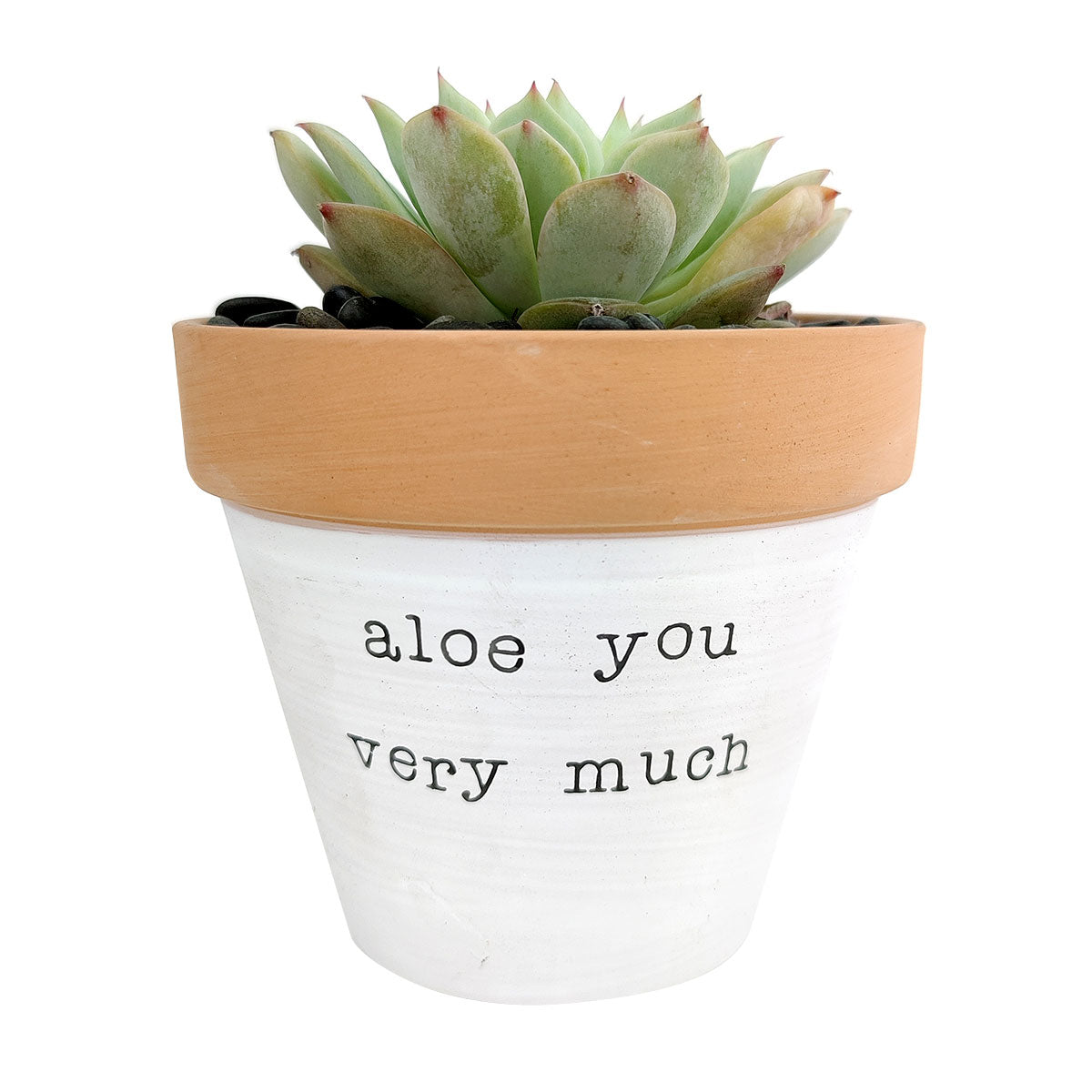 aloe you vera much planter Aloe You Very Much Pot | Funny Pun Succulent Pot | Terra cotta Pot with Drainage Hole